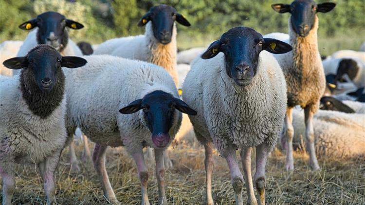 Ισχυρή σύμπραξη FAO – IFIF για το μέλλον της παγκόσμιας κτηνοτροφίας