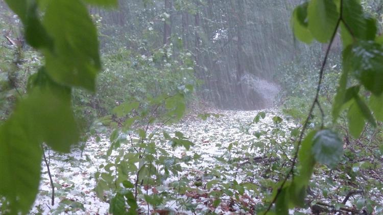 Αυτοψία ΕΛΓΑ σε Σελλασία, Καρυές και Βαρβίτσα Λακωνίας μετά την έντονη χαλαζόπτωση