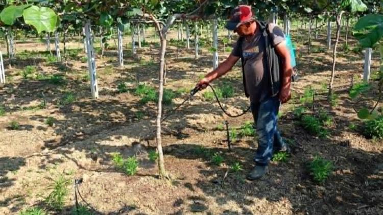 Ακτινίδιο, ένα φυτό με μεγάλη ευαισθησία στην χρήση ζιζανιοκτόνων