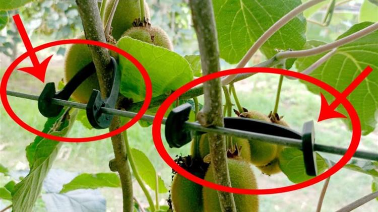 Σημαντική διαχείριση  το καλοκαιρινό "δέσιμο" για την καλή ανάπτυξη της ακτινιδιάς