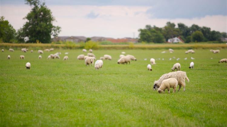 Τσιάρας: «Καμία χώρα που επέλεξε τον εμβολιασμό δεν εξάλειψε την ευλογιά»