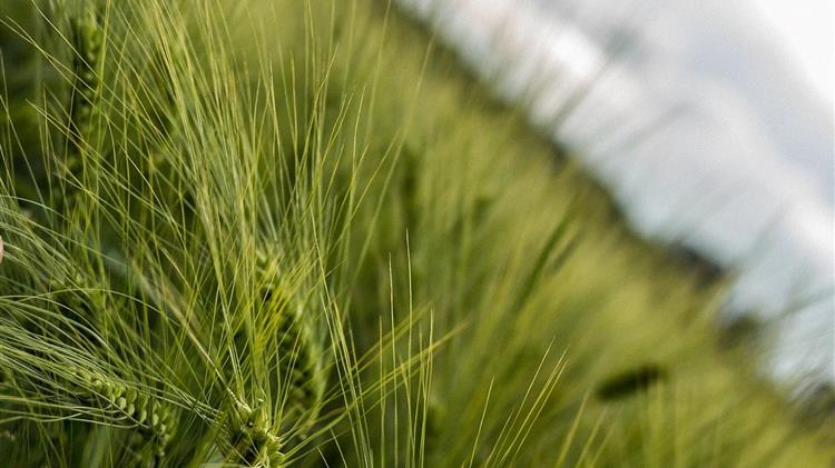 Ο ΟΟΣΑ ξεγυμνώνει τις αδυναμίες και δείχνει την έξοδο από τον λαβύρινθο