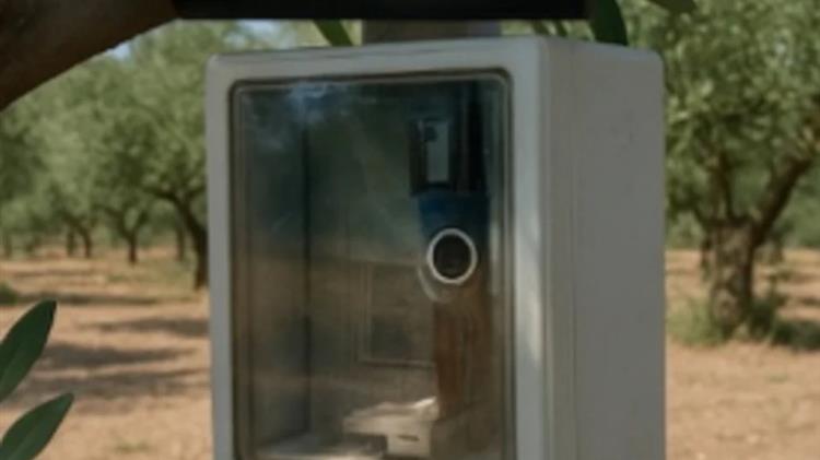 Το AI εντοπίζει και παγιδεύει τον δάκο στα ελαιόδενδρα