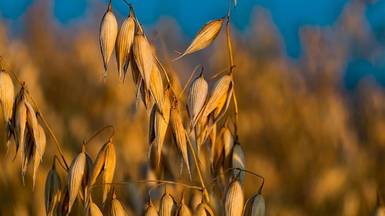 USDA: Στα σχέδια το νέο ανανεωμένο σύστημα αναφοράς εξαγωγών γεωργικών προϊόντων