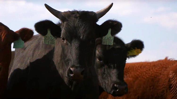 Angus made in China: Η νέα γενετική επανάσταση του βοείου κρέατος