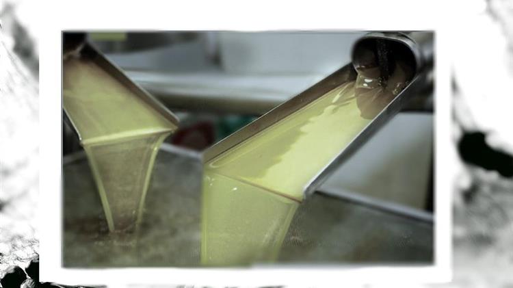 Εξαγωγικό ρεκόρ χωρίς λάδι – Η Ισπανία ξεπουλά το EVOO και οι τιμές καταρρέουν