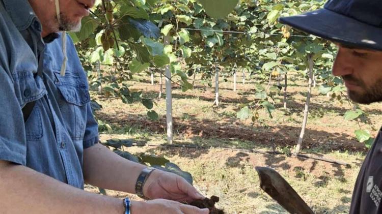 Η σωστή «Άρδευση» είναι απ τις πιο σημαντικές καλλιεργητικές φροντίδες για την καλλιέργεια της Ακτινιδιάς