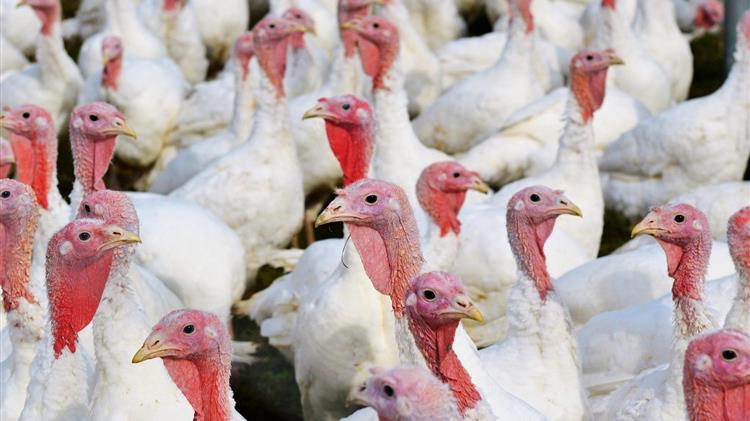 Η Ισπανία αναφέρει κρούσμα γρίπης των πτηνών σε φάρμα γαλοπούλας