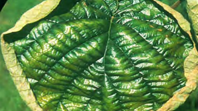 Ιούλιος, ο κατεξοχήν μήνας  εφαρμογής καλίου στο ακτινίδιο