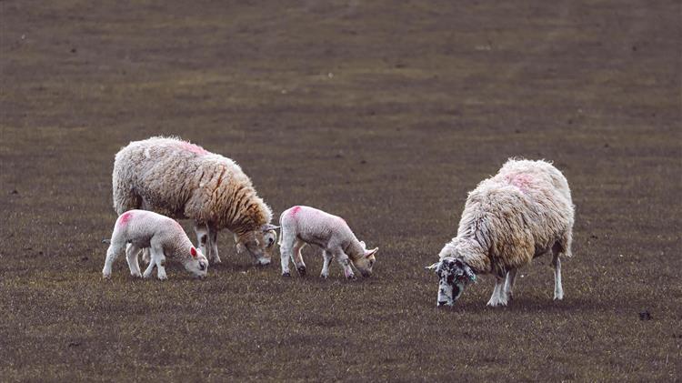 Αμύνταιο: Αναστολή λειτουργίας του ΚΥΔ λόγω ελέγχου για παράνομες δηλώσεις βοσκοτόπων