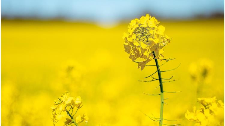 Η ΕΕ θα μειώσει τις εισαγωγές ελαιούχων σπόρων και ελαίων στη νέα σεζόν