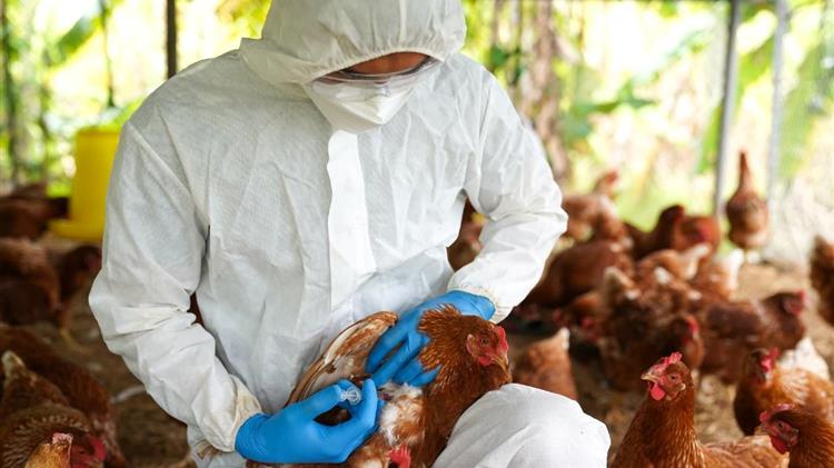 Ισπανία: Η γρίπη των πτηνών επανεμφανίστηκε και παγώνει τις εξαγωγές