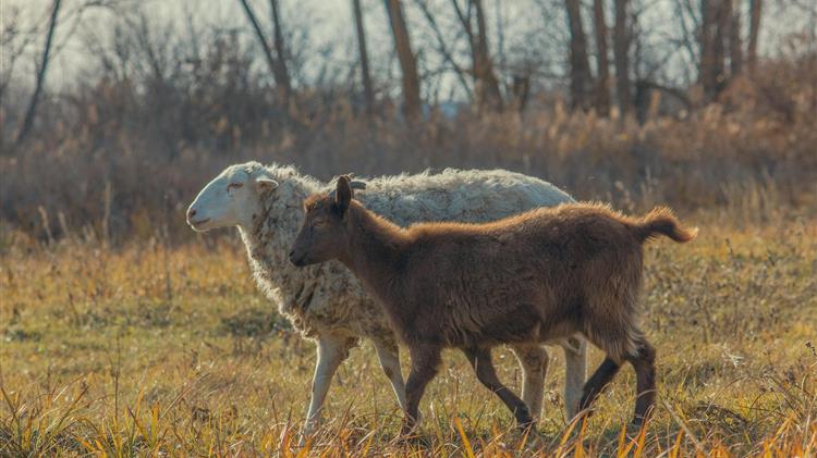ΥΠΑΑΤ: Αυστηροποιούνται οι έλεγχοι για μη τήρηση των πρωτοκόλλων περιορισμού – εκρίζωσης της ευλογιάς των αιγοπροβάτων