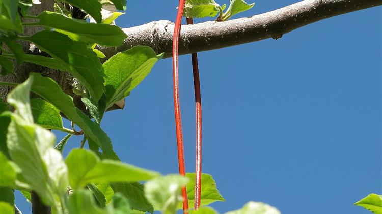 Κομφούζιο: Αλλάζουν οι διαδικασίες τι προβλέπει η νέα εγκύκλιος