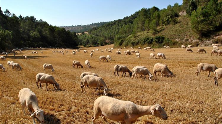Συλλήψεις κτηνοτρόφων στη Λάρισα – Νέο κρούσμα καταρροϊκού πυρετού στη Μεσσηνία