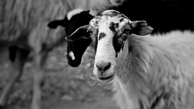 Αποζημιώσεις 2025: Ποιοι κτηνοτρόφοι πληρώνονται – Δες αναλυτικά τα ποσά σε κάθε περιοχή