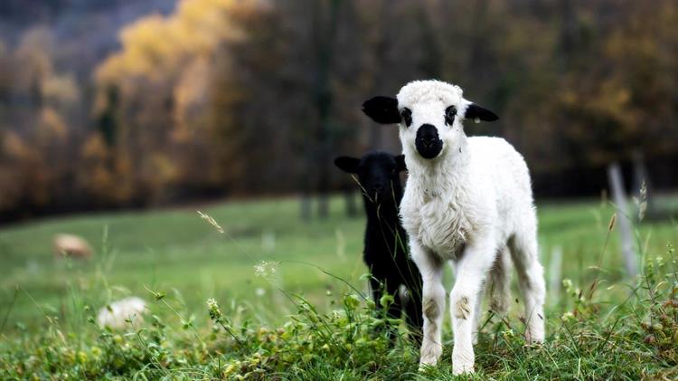 Υπερψηφίστηκε το νομοσχέδιο για την στήριξη των κτηνοτρόφων