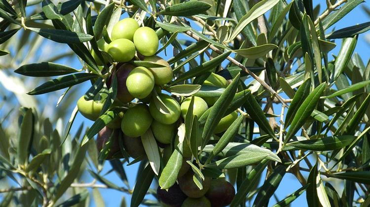Πώς μπορείς να αυξήσεις το λάδι και το βάρος της ελιάς σου έως και 22% – Η μέθοδος που δουλεύει στους ελληνικούς ελαιώνες
