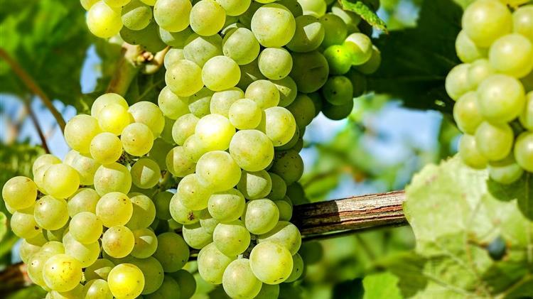 Σαπίζουν τα σταφύλια πριν καν τα πουλήσεις; Δες τη λύση που σώζει τη σοδειά από Βοτρύτη και καφέτιασμα