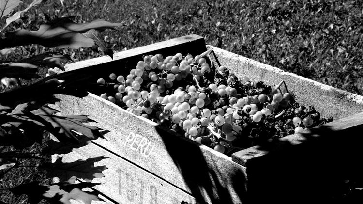 Νέα συμφωνία Ισραήλ–Περού: Εισαγωγή σταφυλιών που αλλάζει την αγορά και τις τιμές