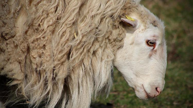 Σε υψηλό εννέα ετών οι τιμές του μαλλιού στο Ηνωμένο Βασίλειο