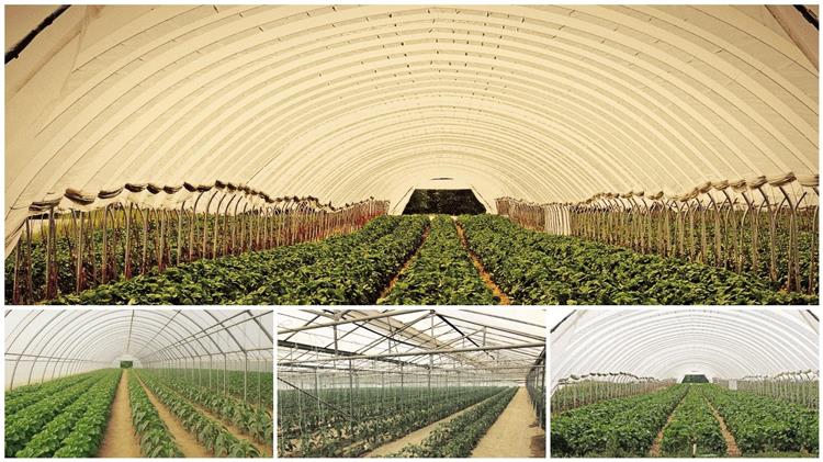 Δείτε τι επιδοτήσεις θα λάβουν όσοι βάλουν θερμοκήπια – Αναλυτικά τα ποσά και οι όροι