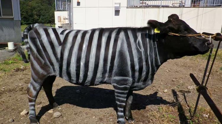 Ιάπωνες κέρδισαν το βραβείο Νόμπελ IG κάνοντας τις αγελάδες… ζέβρες