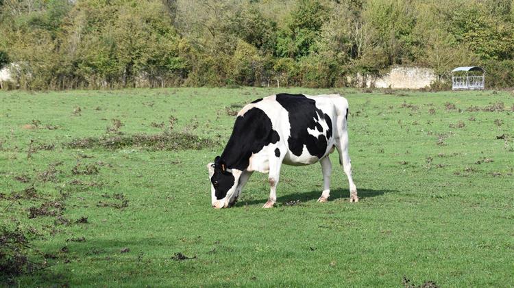 Ρουμανία: Ο αριθμός των βοοειδών αυξάνεται σε 1,847 εκατομμύρια