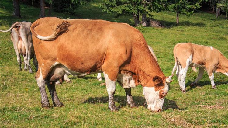 Σφαγή 25.000 αγελάδων λόγω αμερικανικών δασμών εξετάζουν οι Ελβετοί