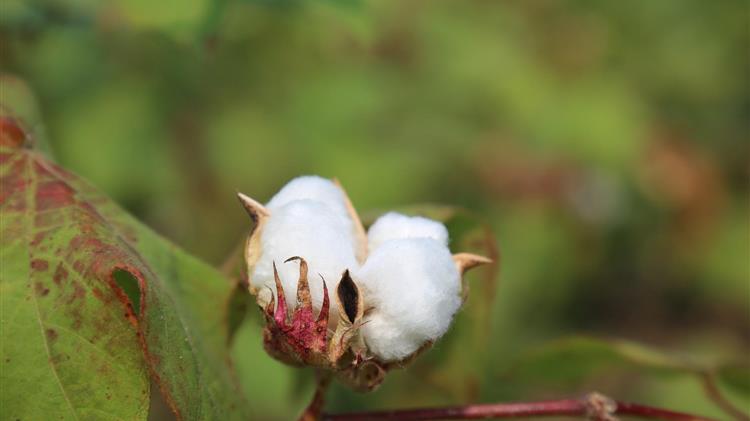 ICAC: Πτώση παραγωγής βαμβακιού – Στο προσκήνιο η ιχνηλασιμότητα