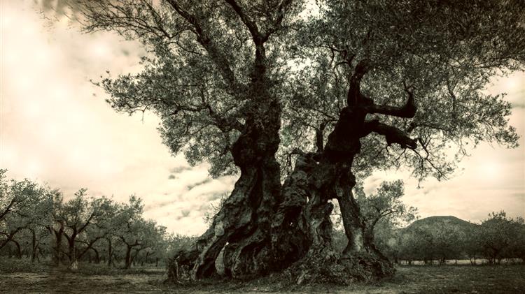 Η ελιά καλαμών και το ελαιόλαδο στο τραπέζι των Βρυξελλών