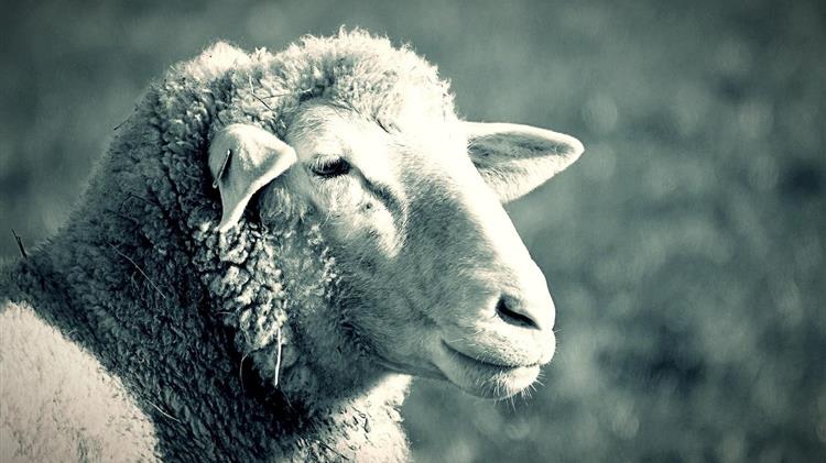 Η ευλογιά των αιγοπροβάτων ξεκληρίζει την κτηνοτροφία