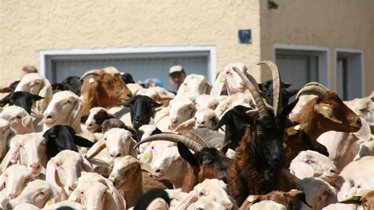 ΟΠΕΚΕΠΕ: Έως την Παρασκευή 21 Νοεμβρίου η προσκόμιση χειρόγραφου μητρώου αιγοπροβάτων