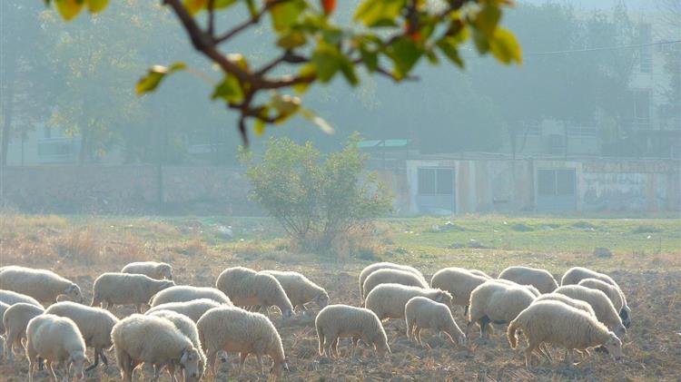 Κόκκαλης: Σκιές στην κατανομή βοσκοτόπων – Η κυβέρνηση νομιμοποίησε εικονικά κοπάδια;