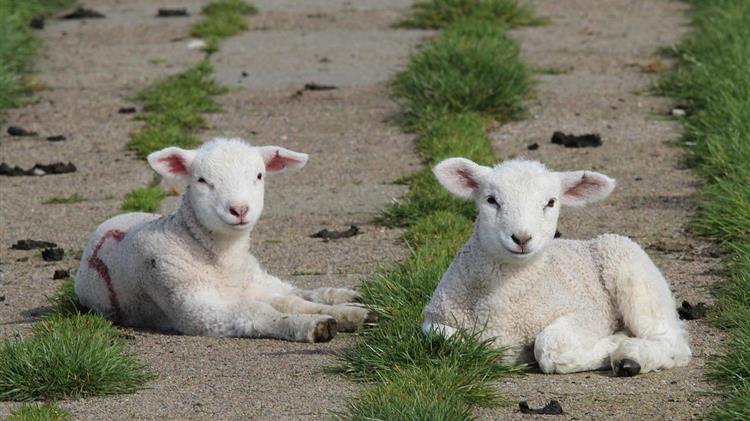 Χρηματοδοτική στήριξη της Ε.Ε. για την ευλογιά των αιγοπροβάτων
