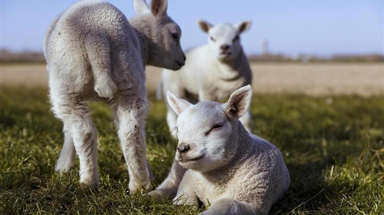 Άρχισαν συλλήψεις για παραβίαση των μέτρων βιοασφάλειας για την ευλογιά των αιγοπροβάτων  Εντατικοί έλεγχοι στις περιοχές που έχουν πληγεί- Σε έξαρση η ζωονόσος στις Σέρρες