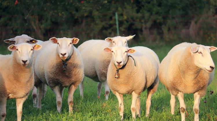 ΕΕΕΔΕΕ: Επικαιροποιημένα συγκεντρωτικά στοιχεία για την πορεία της ευλογιάς στη χώρα