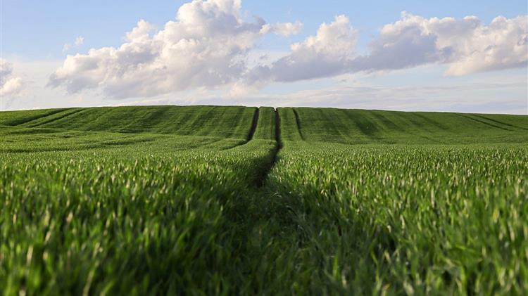 IGC: Η παγκόσμια προσφορά σιτηρών θα φτάσει σε νέα ύψη