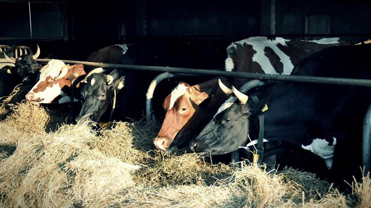 Όταν η τεχνητή νοημοσύνη αφουγκράζεται το μουγκρητό