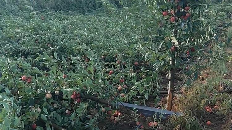 Ισχυροί άνεμοι προκάλεσαν σοβαρές ζημιές σε καλλιέργειες στην Καστοριά