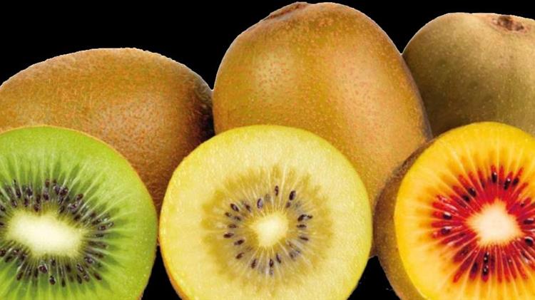 Πράσινο vs κίτρινο ακτινίδιο: Οι 7 κρίσιμες διαφορές στη μορφολογία, καλλιέργεια και αγορά