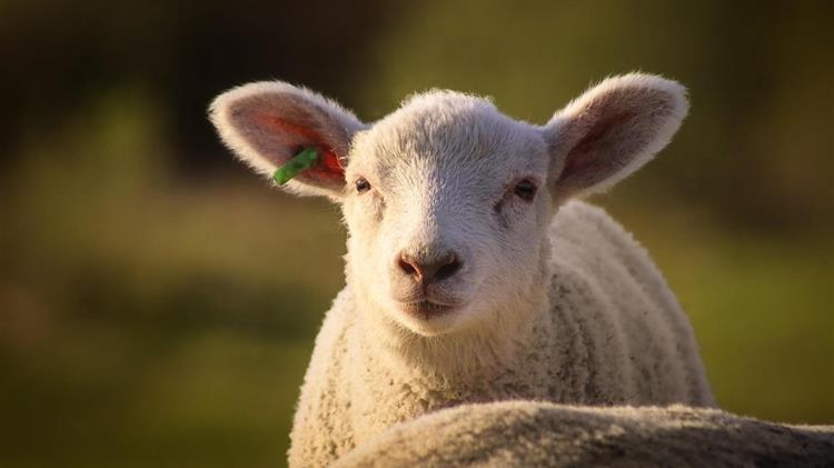 Εξάπλωση καταρροϊκού πυρετού στην Ανατολική Μακεδονία και Θράκη