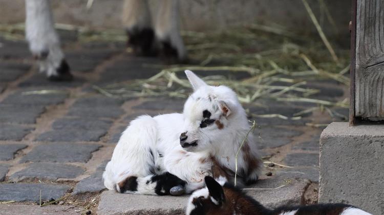 Η κυβέρνηση αφήνει απροστάτευτη την ελληνική κτηνοτροφία απέναντι στις επιζωοτίες