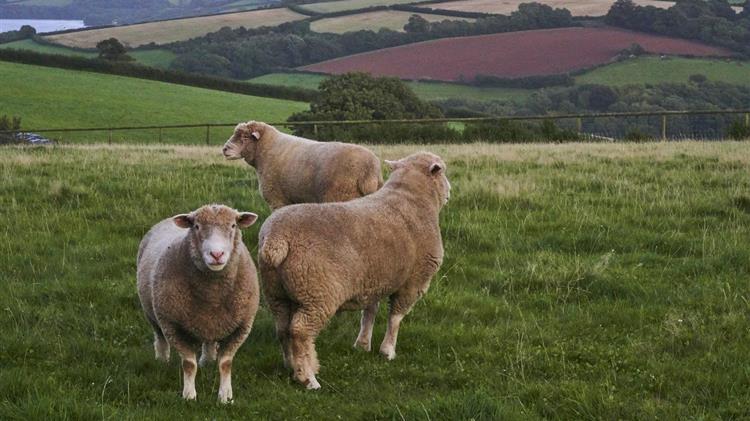 Υποχρεωτική ετήσια απογραφή ζώων