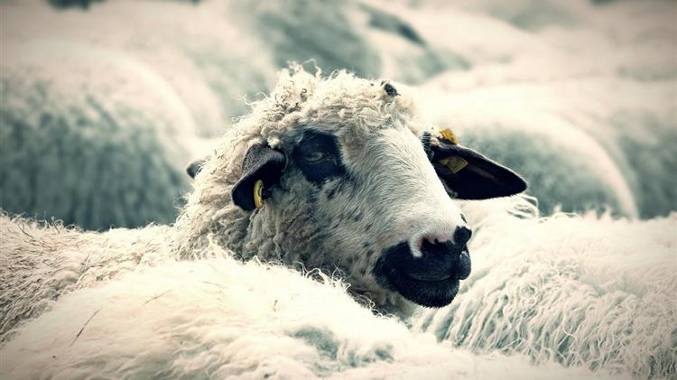 Η Ευρώπη σε συναγερμό για τις ζωονόσους