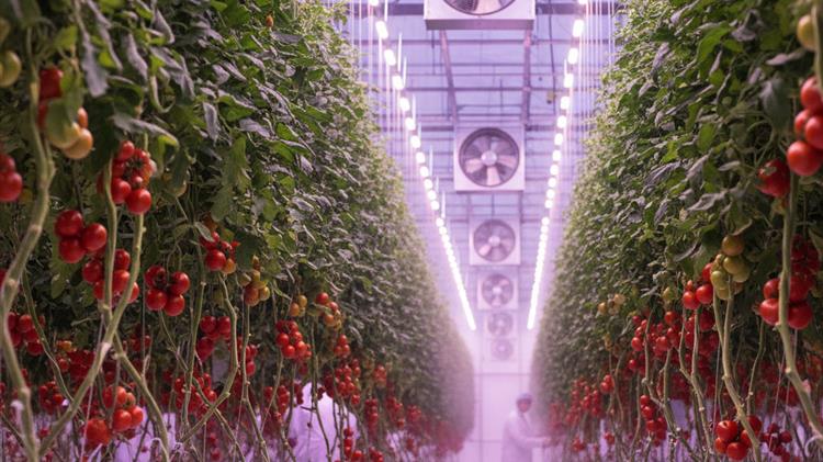ΕΕ: Έγκριση άνω των 63 εκατ. ευρώ για υδροπονική μονάδα ντομάτας