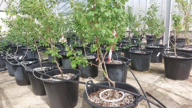 Nέο κεφάλαιο στην παραγωγή πολλαπλασιαστικού υλικού οπωροφόρων δένδρων στην Ελλάδα από τον ΕΛΓΟ-ΔΗΜΗΤΡΑ