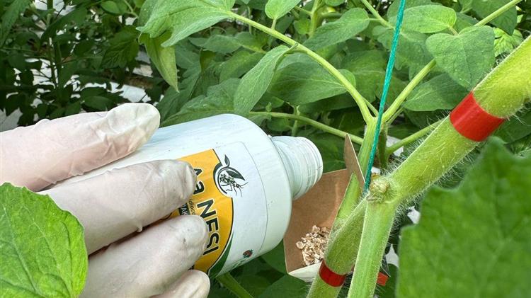 Αλευρώδης στην Τομάτα: Οι Ιώσεις, οι Ζημιές και οι καινοτόμες λύσεις της Andermatt Anthesis