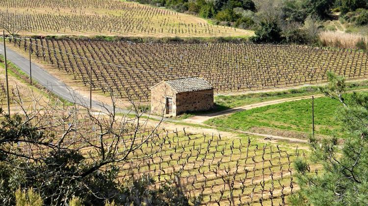 Η Γαλλία στηρίζει τη βιομηχανία κρασιού με 150 εκατ. δολάρια για εκρίζωση αμπελιών