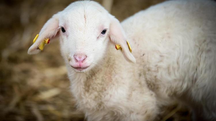 Η Εθνική Επιστημονική Επιτροπή αναλαμβάνει δράση για τη διαχείριση της ευλογιάς των προβάτων